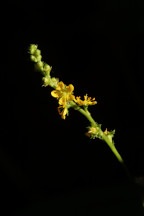 Agrimonia striata