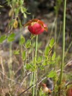 Sarracenia purpurea