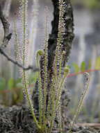 Drosera filiformis