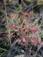 Spatulate-Leaved Sundew