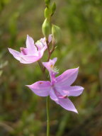 Calopogon tuberosus