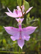 Calopogon tuberosus