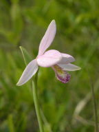 Rose Pogonia