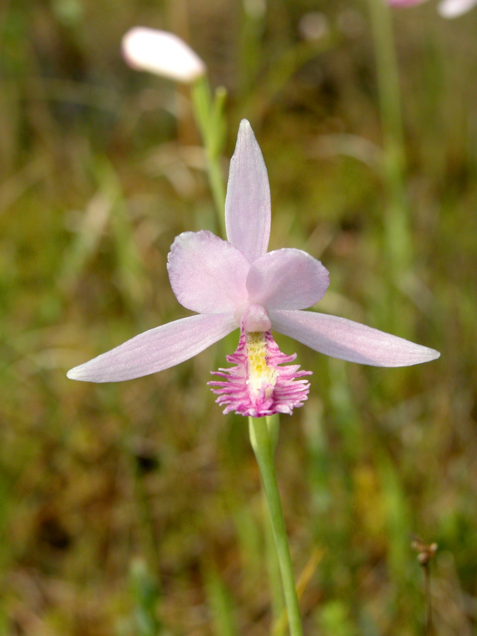 Rose Pogonia