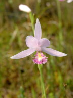 Pogonia ophioglossoides