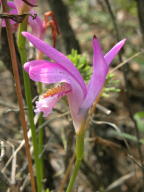 Arethusa bulbosa