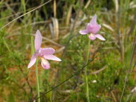 Pogonia ophioglossoides