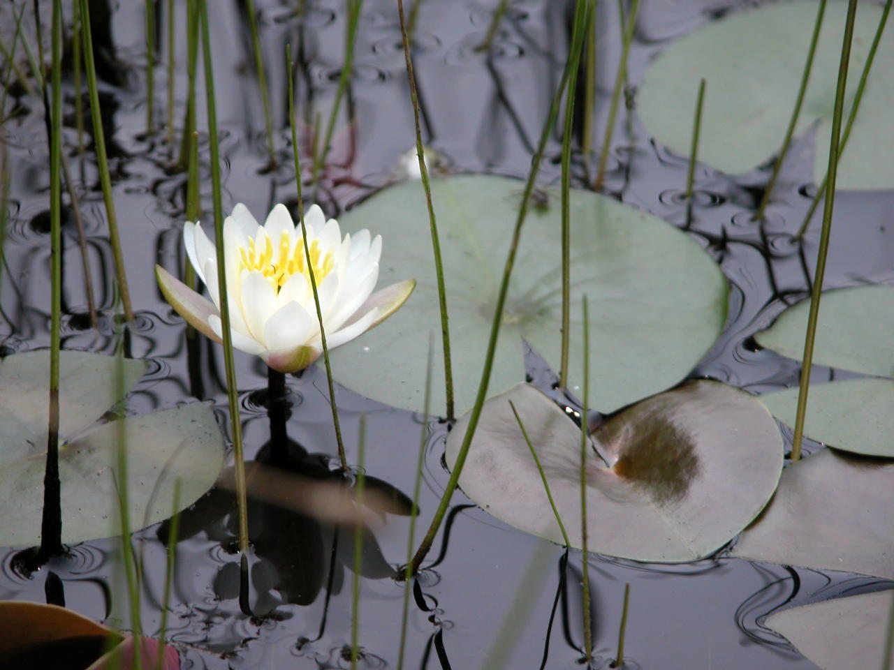 Common Water Lily