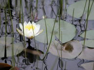 Nymphaea odorata