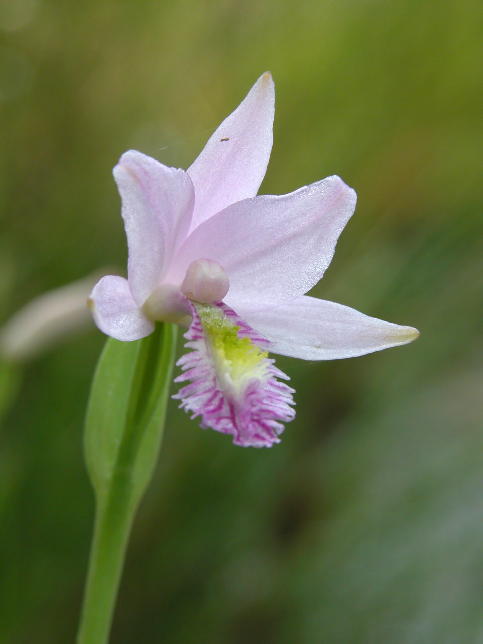 Rose Pogonia