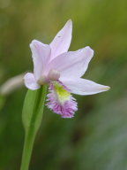 Pogonia ophioglossoides