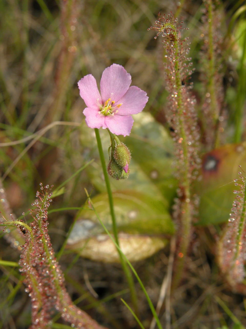 Thread-Leaved Sundew