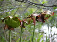 Sarracenia purpurea