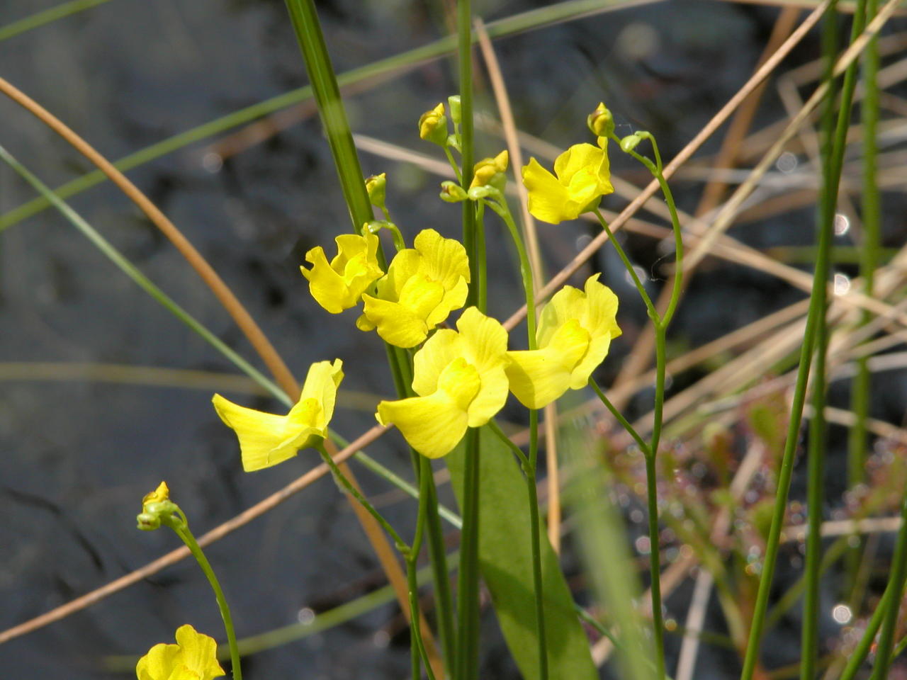 Humped Bladderwort