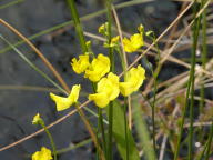 Utricularia gibba