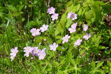 Geranium maculatum