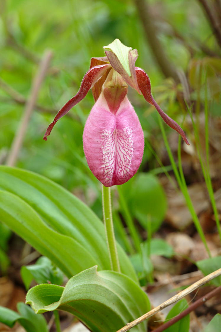 Pink Lady's Slipper