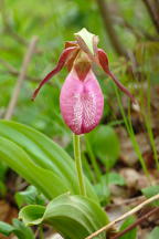 Pink Lady's Slipper