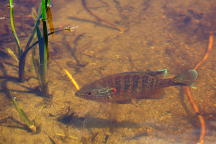 Pumpkinseed Sunfish