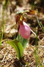 Cypripedium acaule