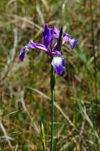 Slender Blue Iris