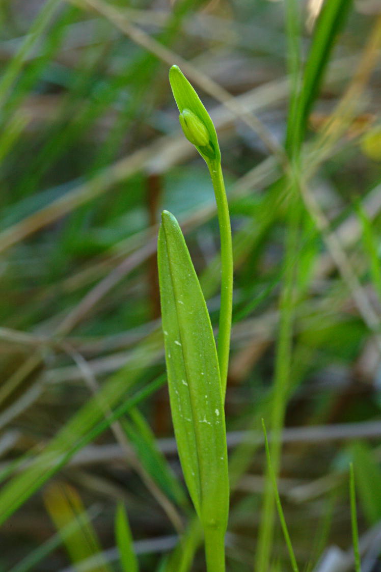 Rose Pogonia