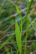 Rose Pogonia