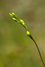 Common Grass Pink