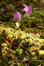 Arethusa bulbosa