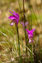 Arethusa bulbosa