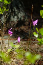 Arethusa bulbosa