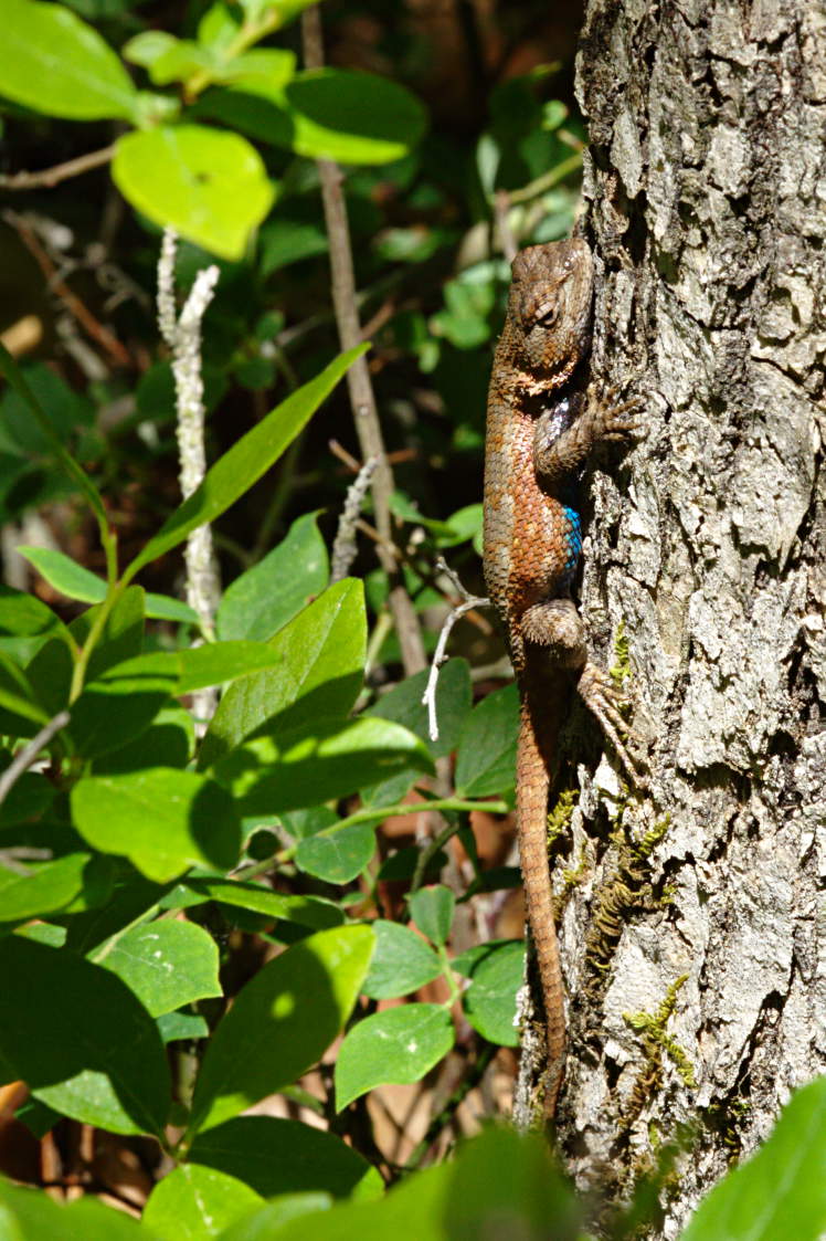 Northern Fence Lizard