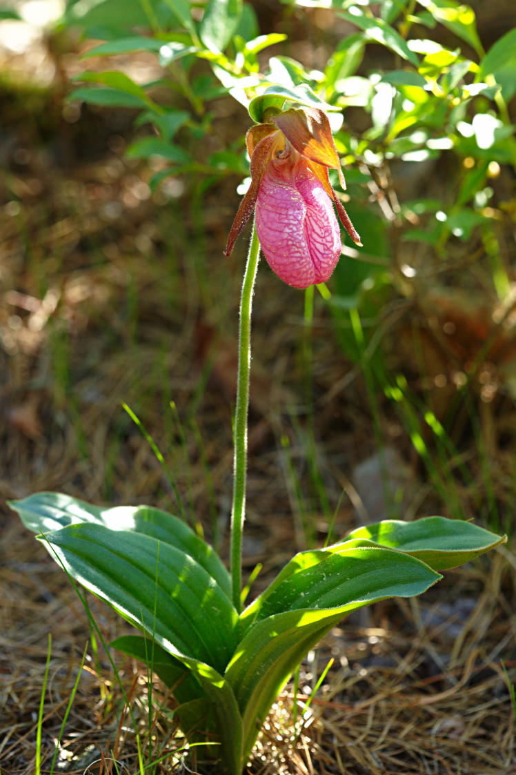 Pink Lady's Slipper