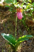 Cypripedium acaule