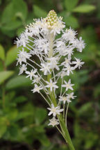 Xerophyllum asphodeloides