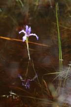 Iris prismatica