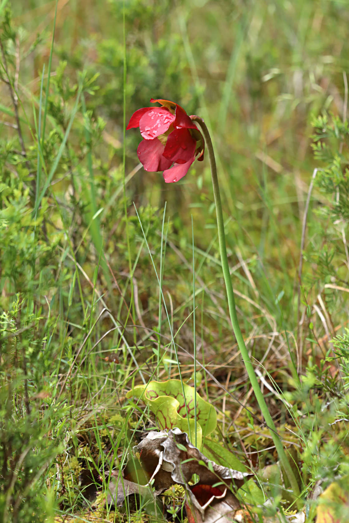 Purple Pitcher Plant