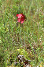 Sarracenia purpurea