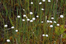 Eriocaulon compressum