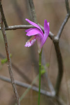 Arethusa bulbosa