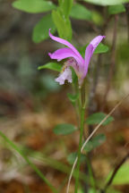 Arethusa bulbosa