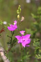 Common Grass Pink