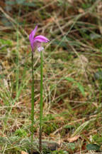 Arethusa bulbosa