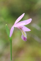 Rose Pogonia