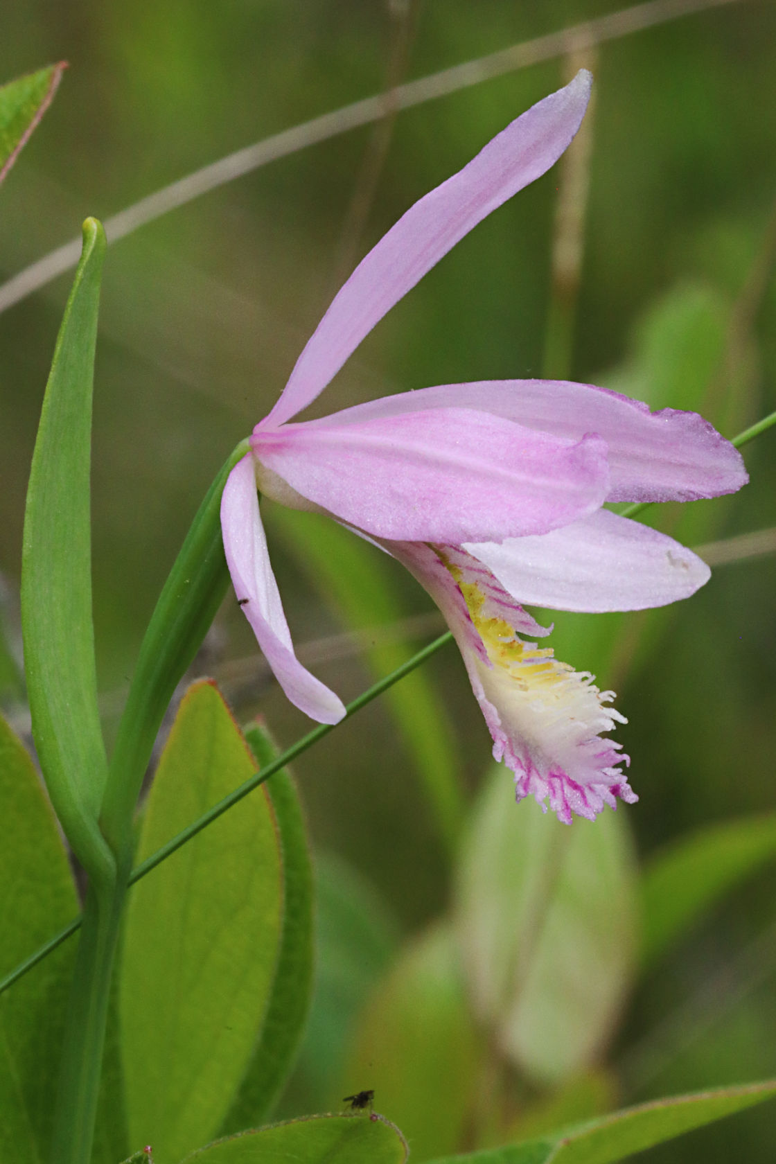 Rose Pogonia