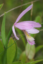 Pogonia ophioglossoides