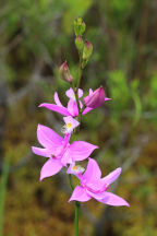 Calopogon tuberosus