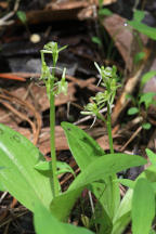 Loesel's Twayblade