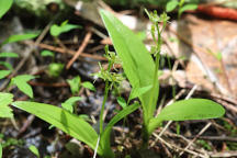 Loesel's Twayblade