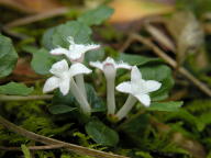 Mitchella repens